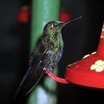 Green-crowned Brilliant